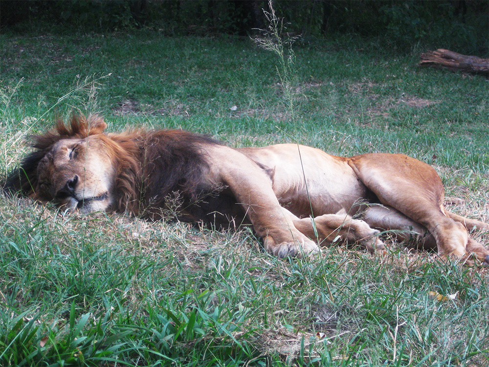 Safari_sense-Kenya-Kids_lion