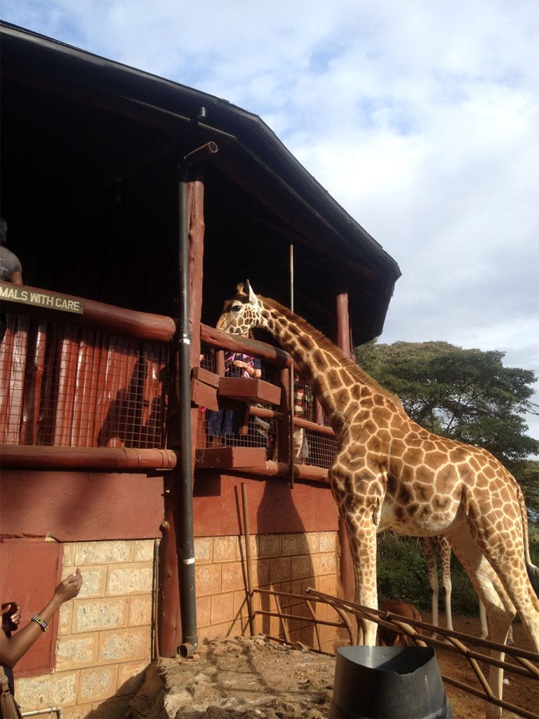 safari-sense-giraffe-center-nairobi-excursion