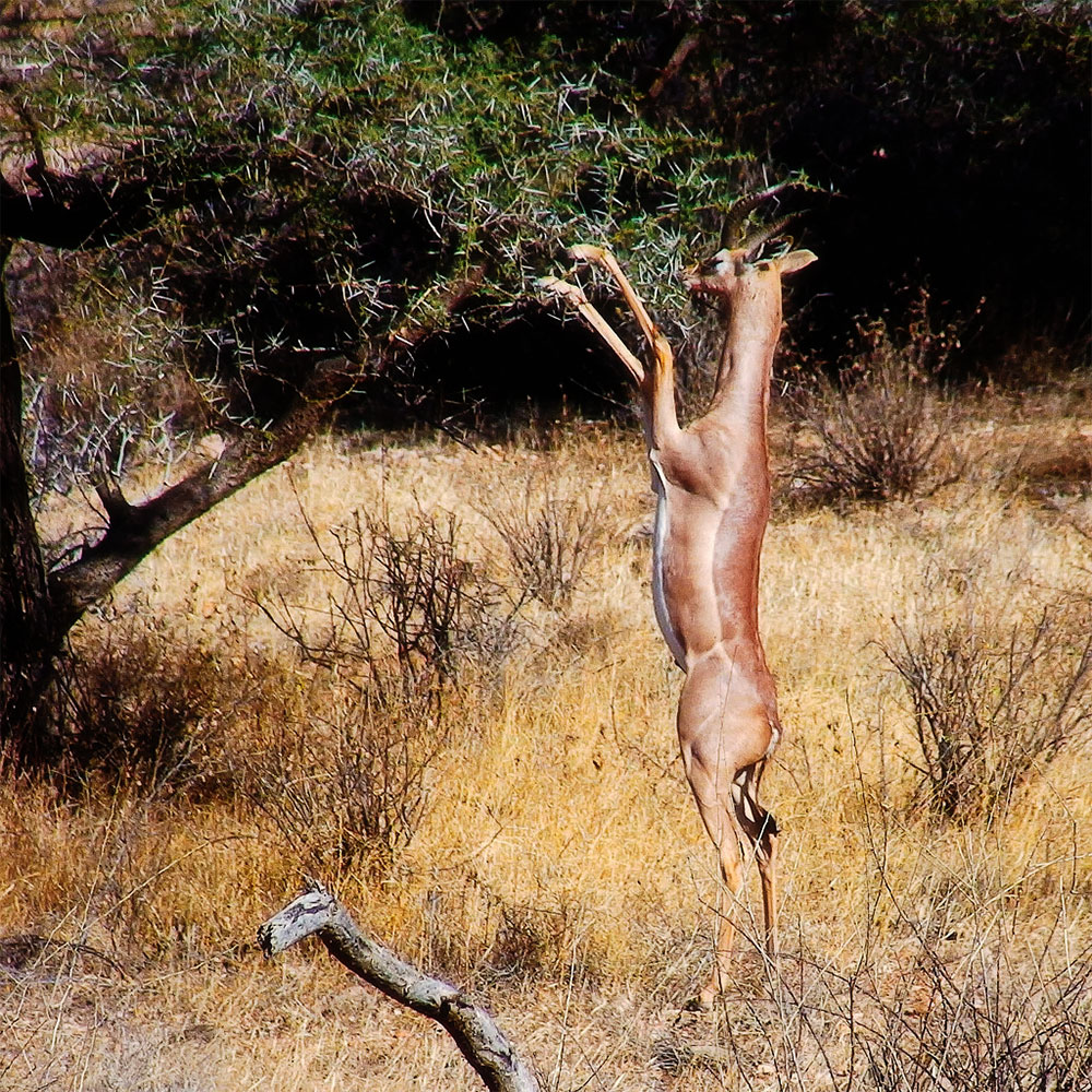 safari-sense-how-long-to-stay