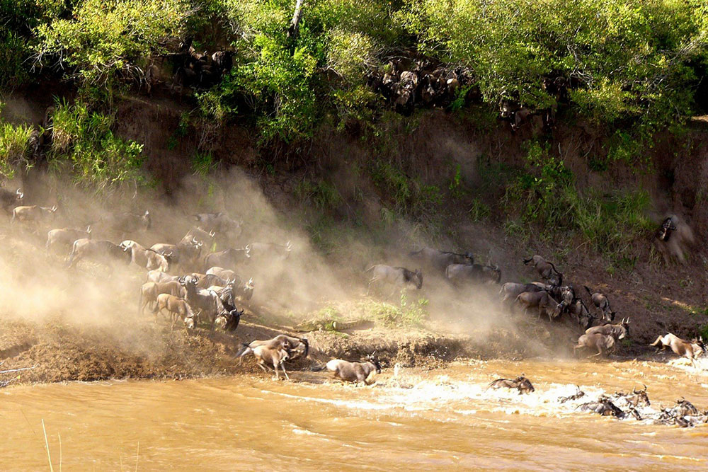the-mara-crossing-wildebeest-migration-safari-sense