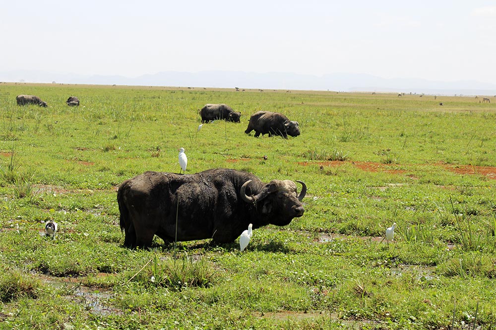 The swamps are the best areas to find herds of buffalo