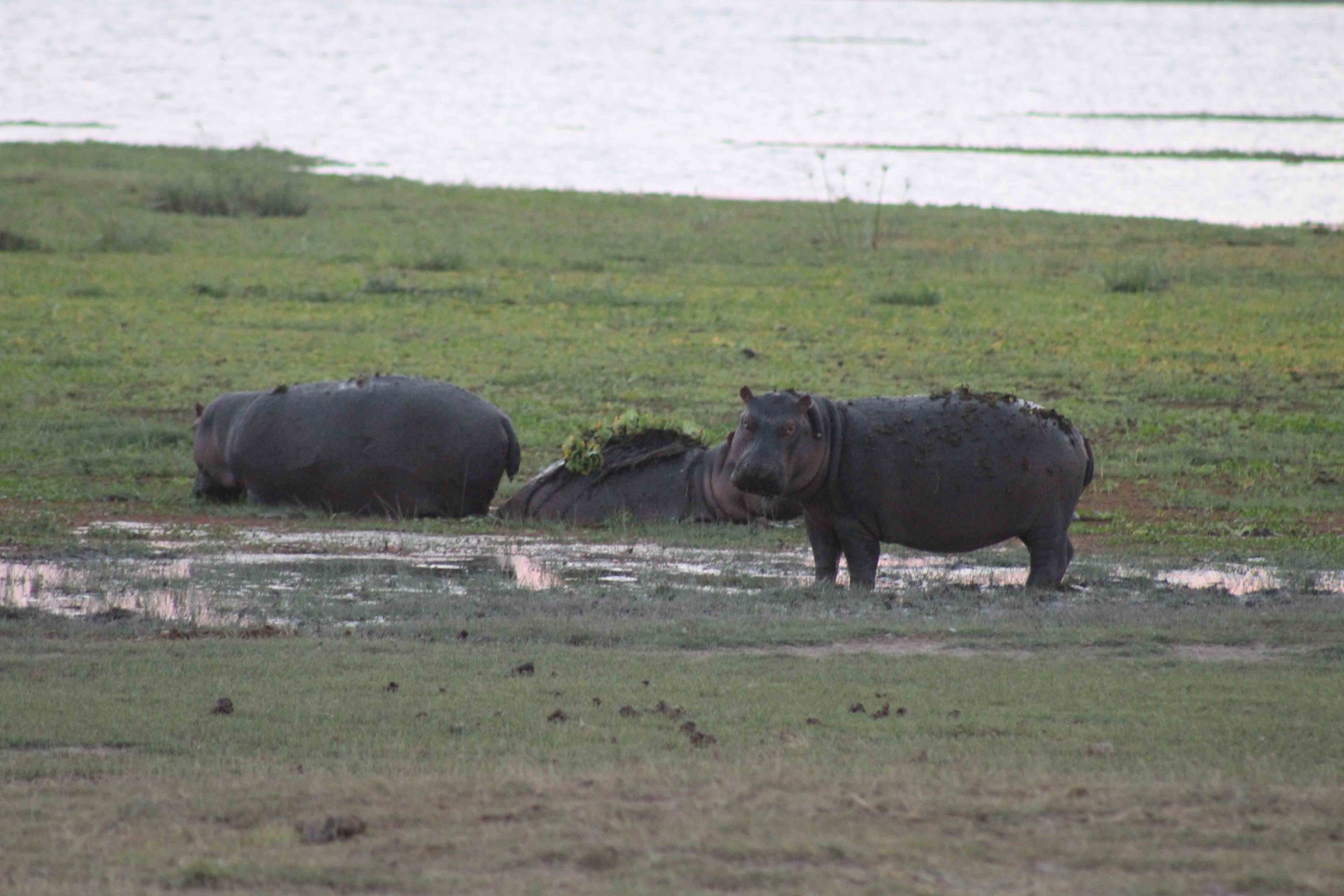 Hippos