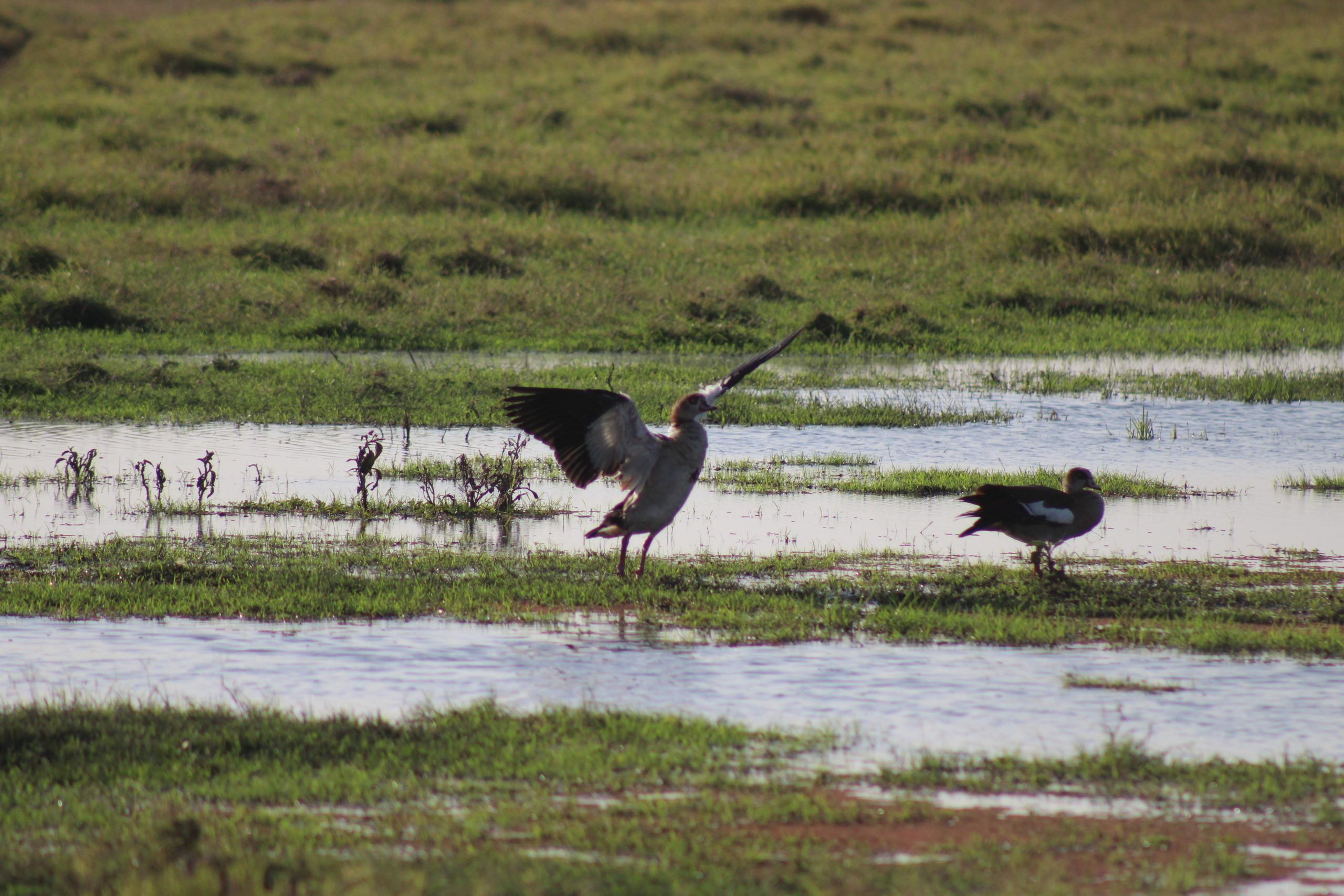 Egyptian geese and a host of other endemic birds