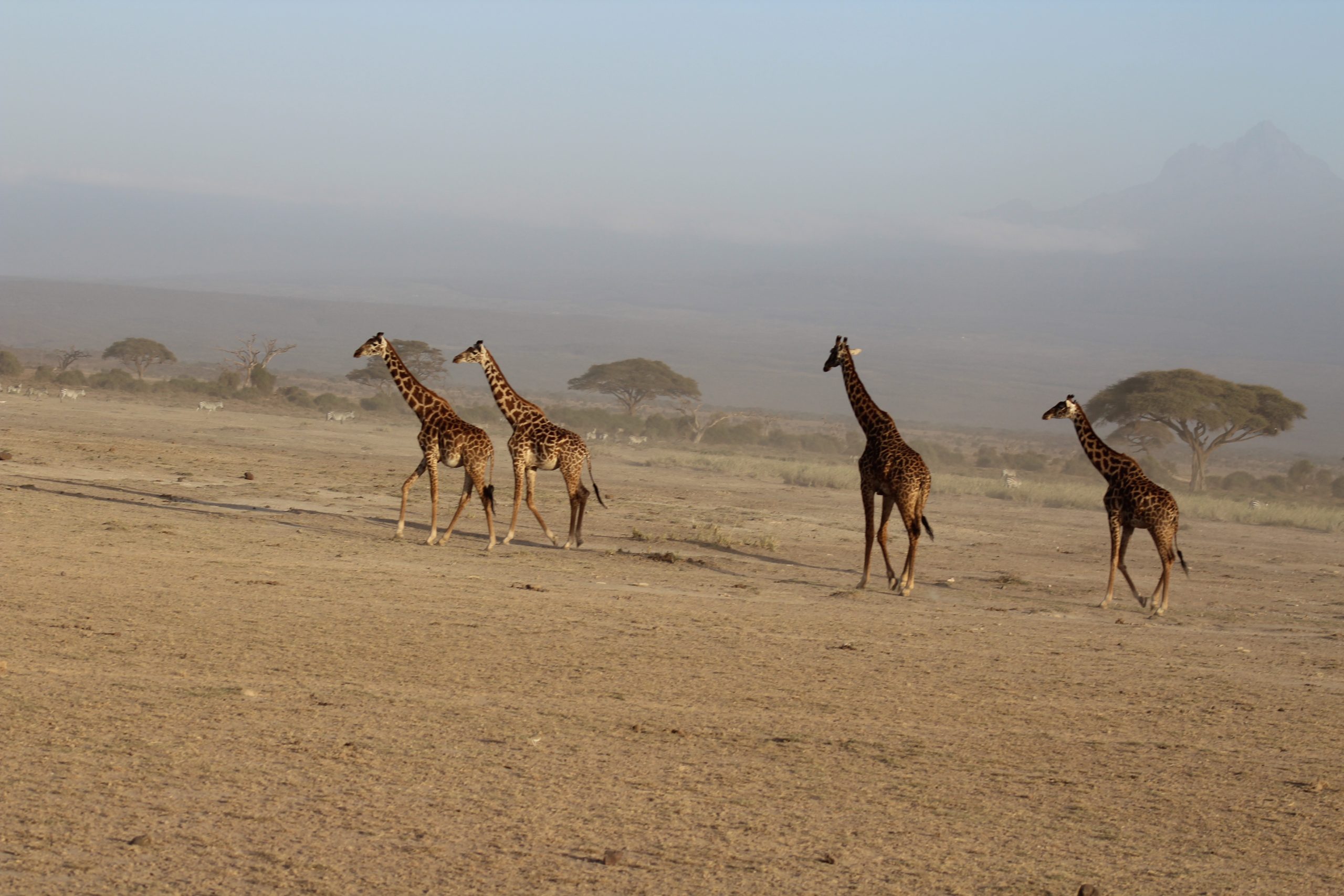 Giraffes...