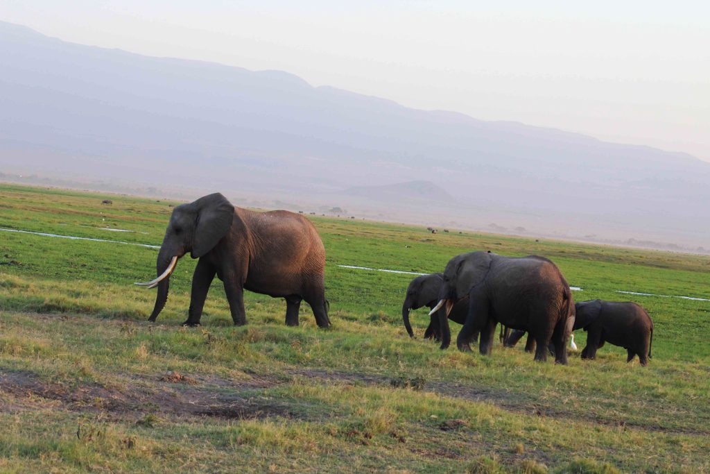 Safari_sense_Essential_Amboseli