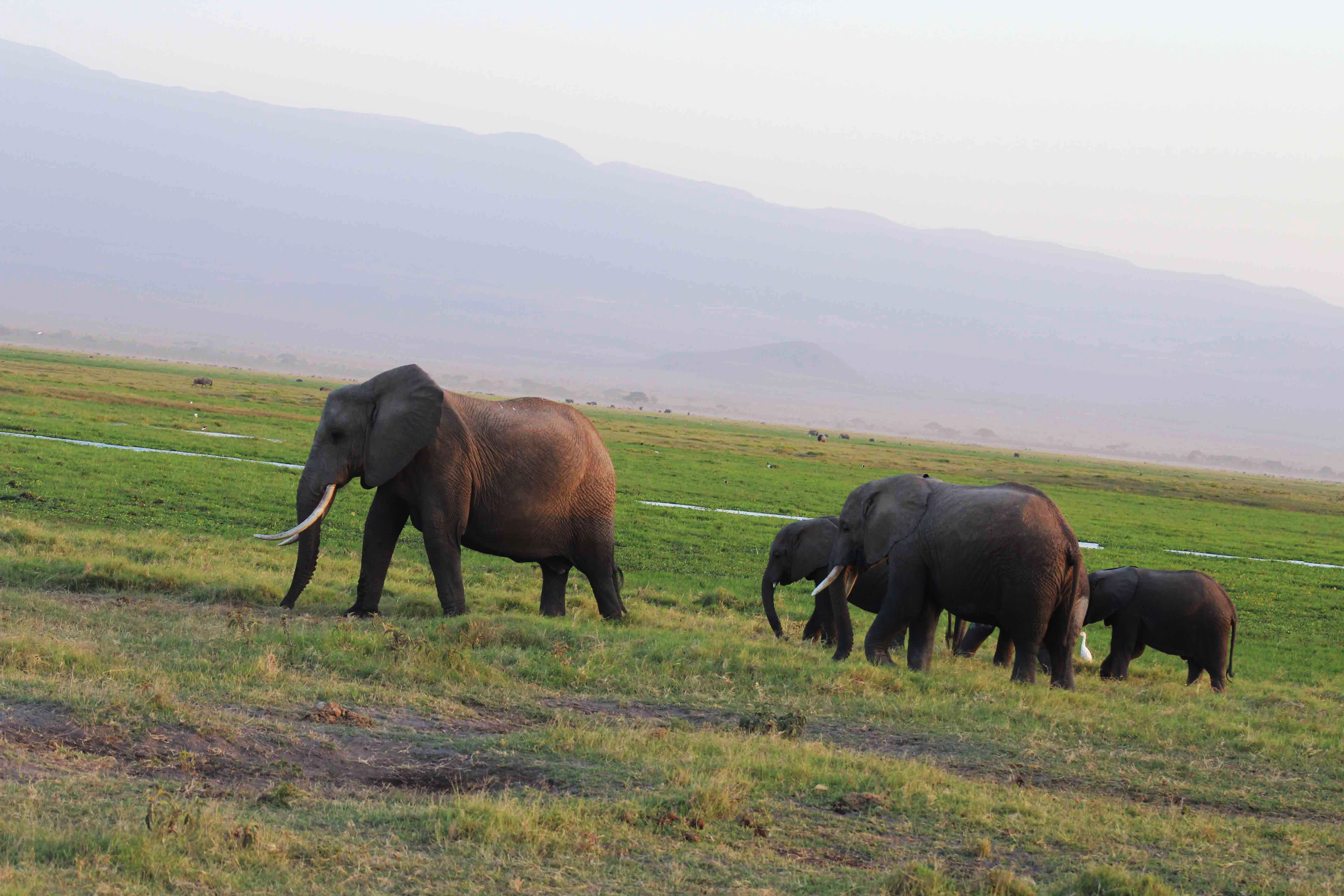 Elephants are abundant and the gentle giants are impressive!