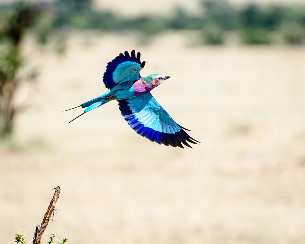 Safari_Sense_Ewaso_Birding_Blog