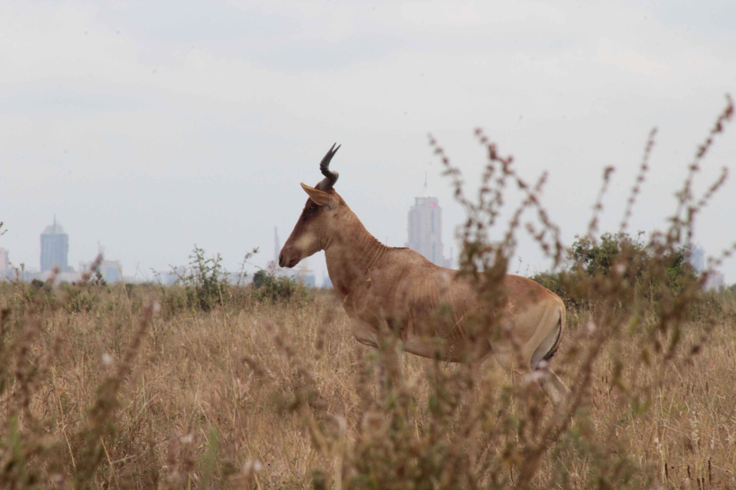 Travel Tips: Any Time Game Drive at Nairobi National Park