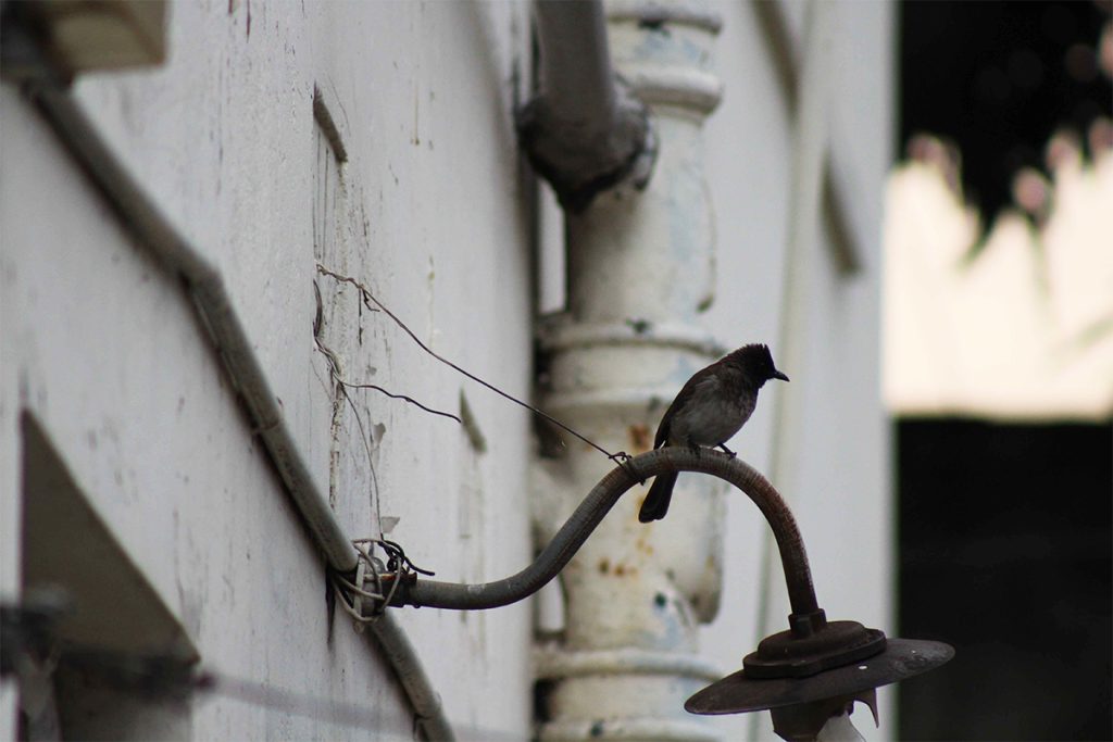 Safari-sense-urban-birding