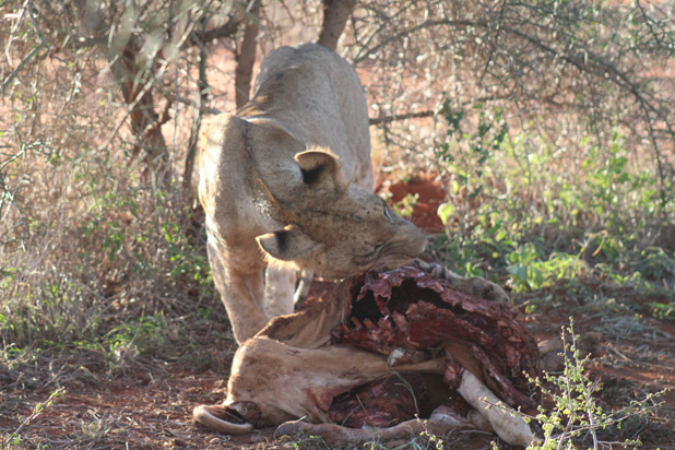Safari_Sense_Kenya_001