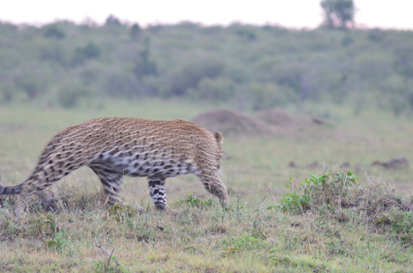 Ernest_Nyamasyo_Maasai_Mara_Feb__Safari_Sense031