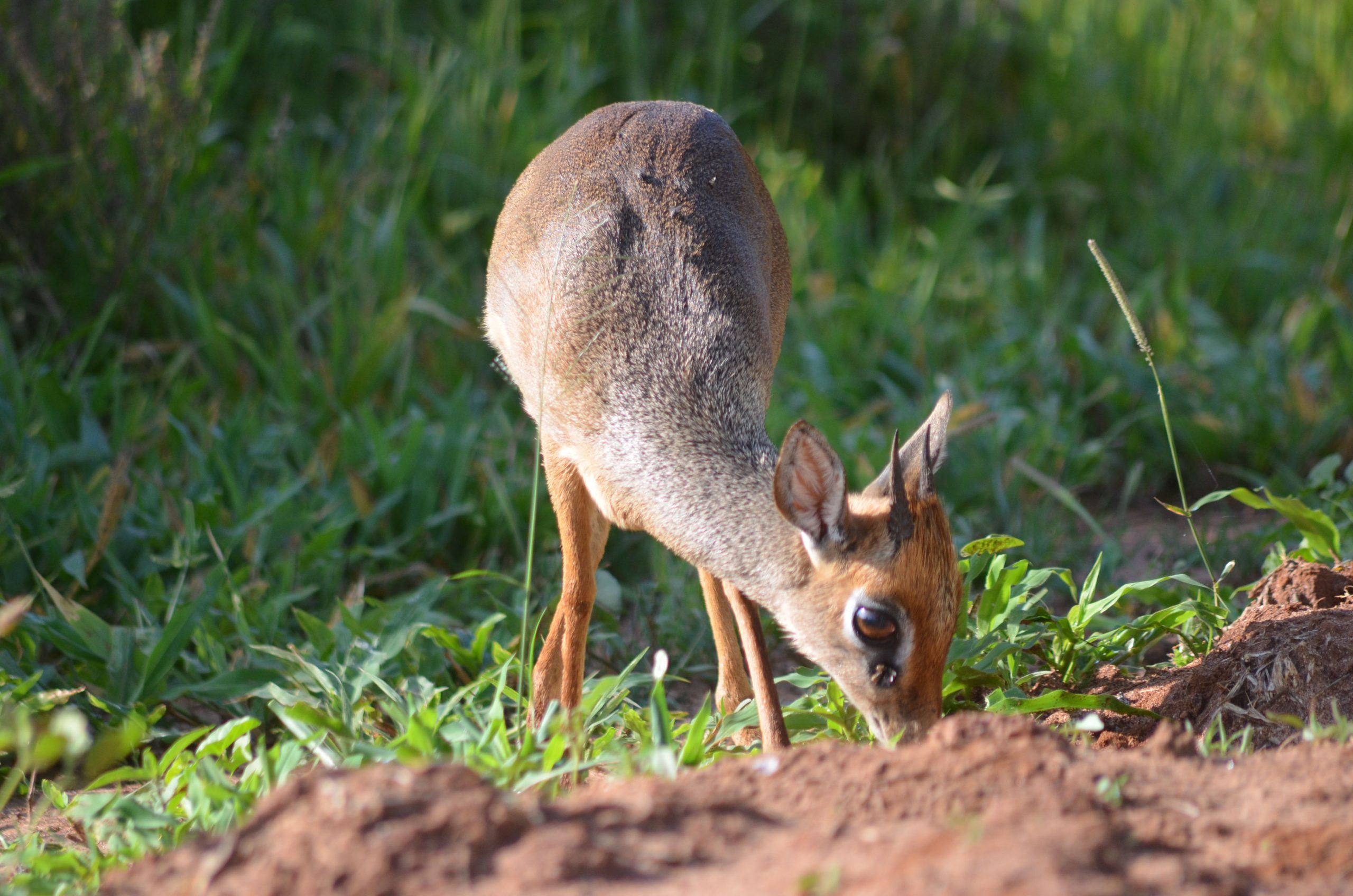 The Little Whistler of the Mara