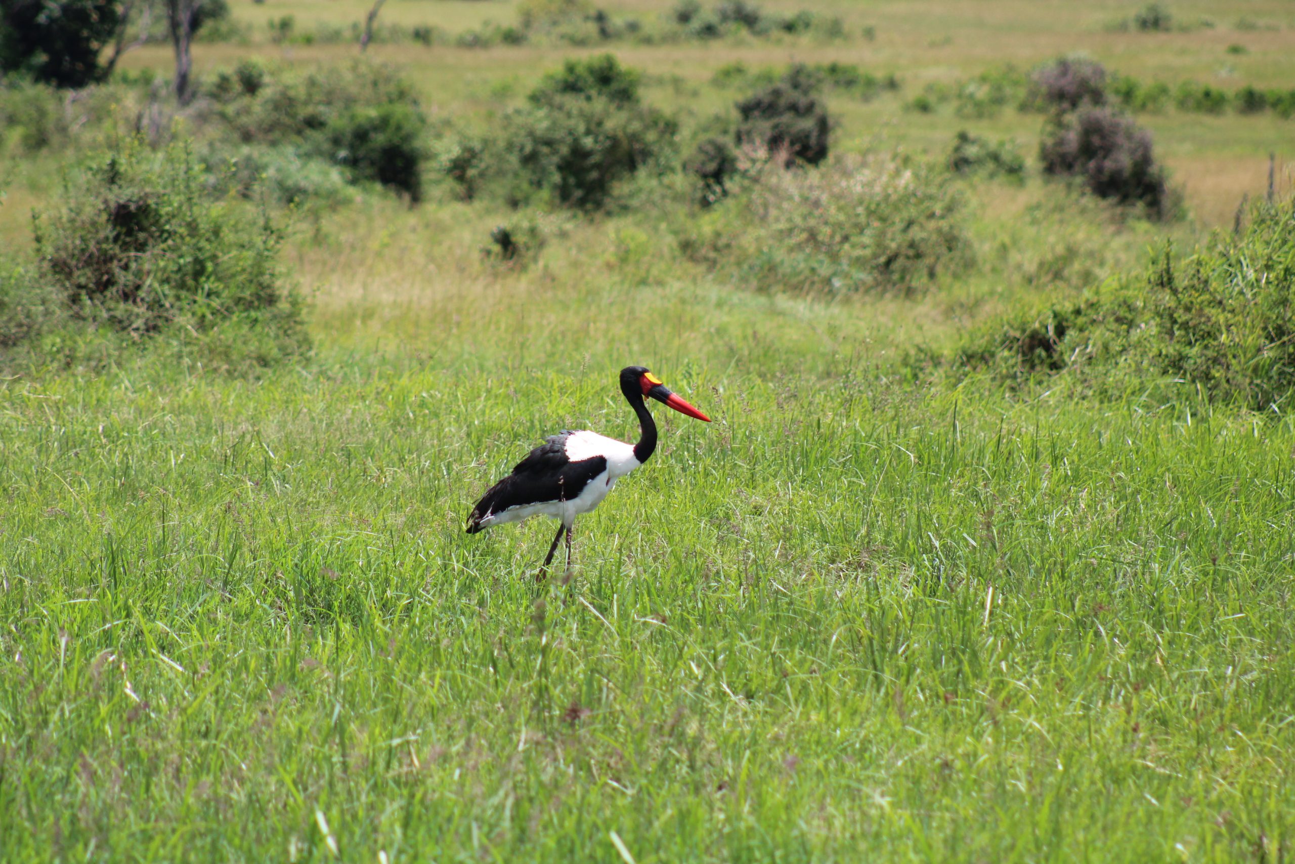 Birdnificent© Something About The Saddle-billed Stork…
