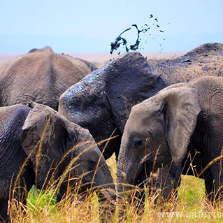 Elephants in the wild