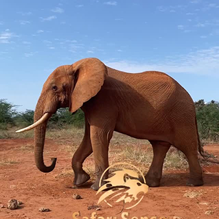 Field team