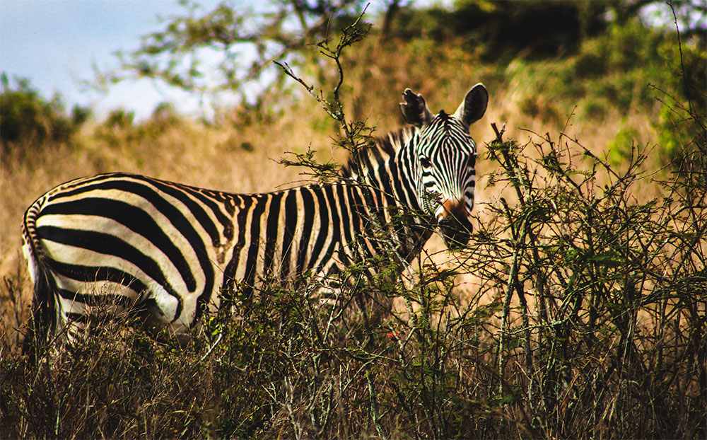 Safari-sense-when-to-visit-nairobi