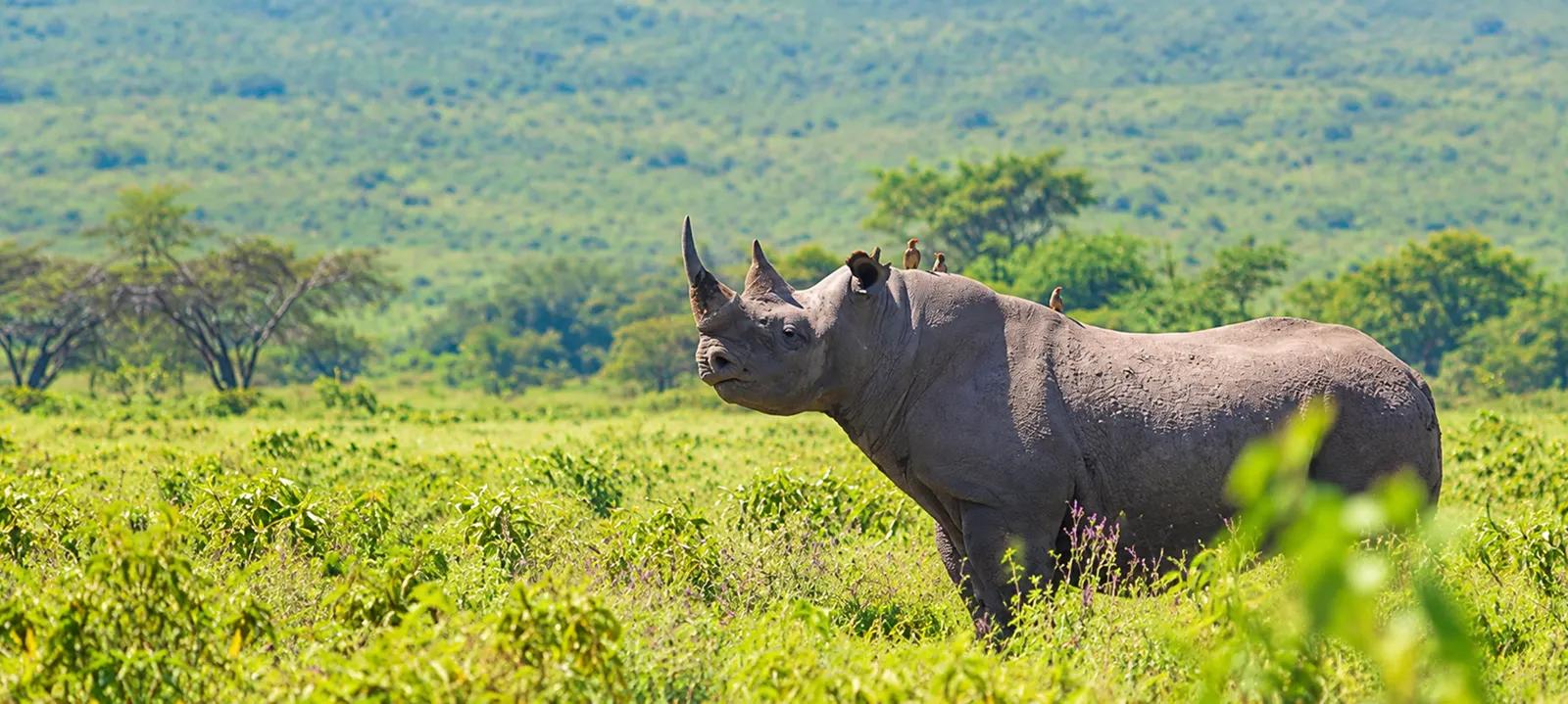 Where Wildlife Meets Meaningful Travel